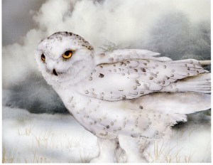 Snowy Owl pic
